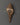Conch Shell