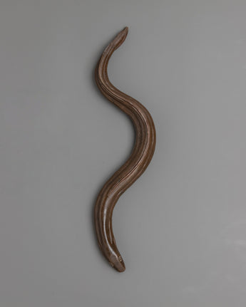 Copper Eel