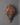 conch-shell-antique-sankha