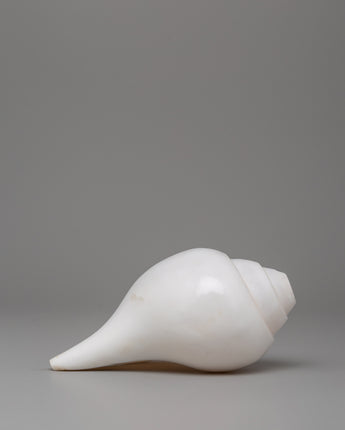 Conch Shell