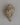 Spiritual Shakyamuni Buddha Conch