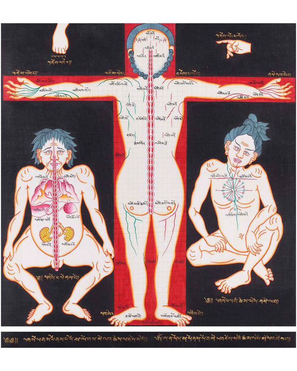 Three anatomical figures