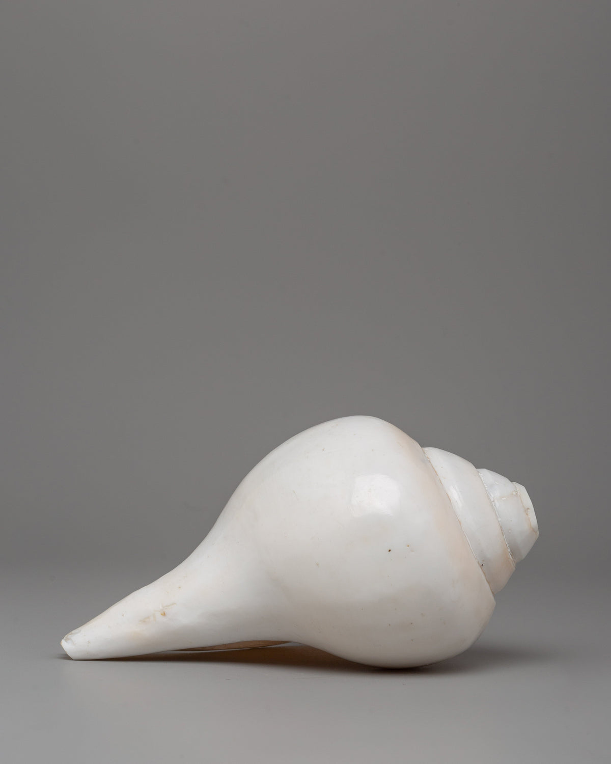 Sankha (Conch Shell) Collection
