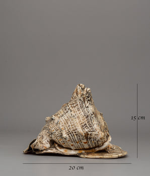 Gauri Sankha | Sacred Conch Shell of Purity and Spiritual Significance