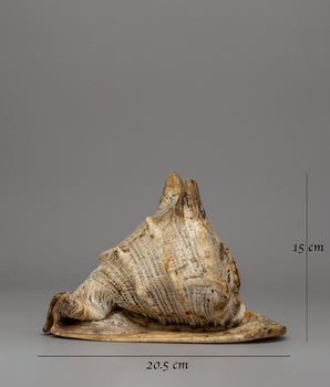 Sacred Gauri Sankha | Symbol of Buddha's Voice and Spiritual Sovereignty