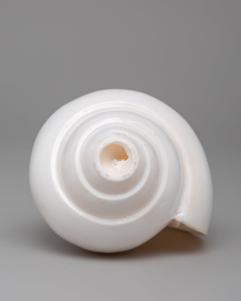 Sacred Conch Shell for Rituals | Buddhist Shankha