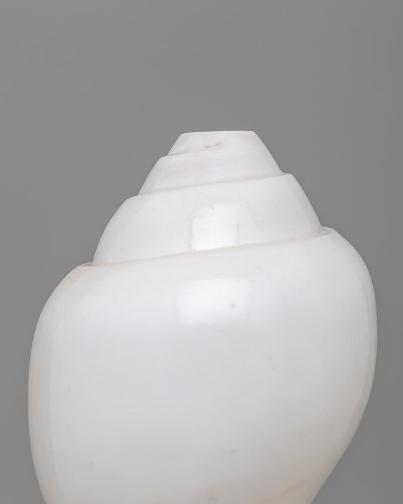 Sacred Conch Shell for Rituals | Buddhist Shankha