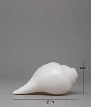 Sacred Conch Shell for Rituals | Buddhist Shankha