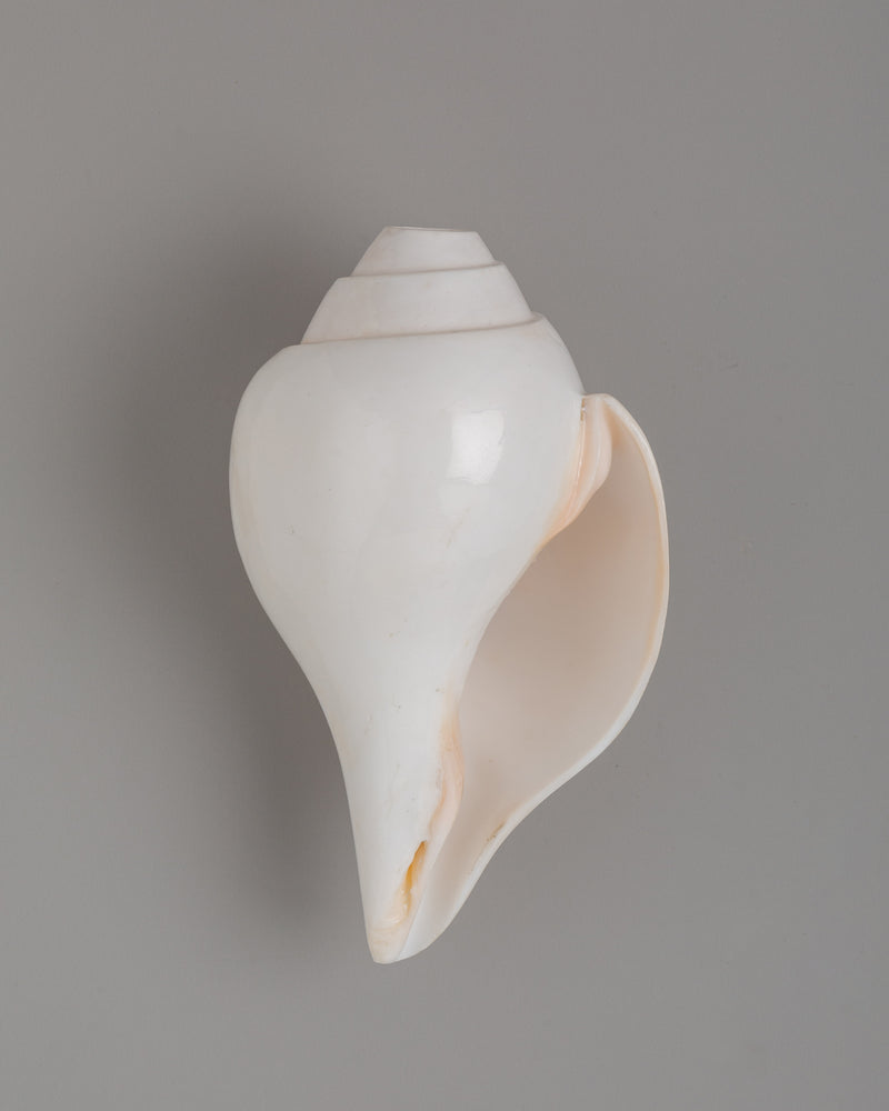 Sacred Conch Shell for Rituals | Buddhist Shankha