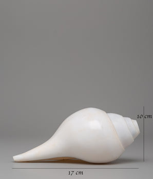 Sacred Conch Shell Art | A Symbol of Divine Energy