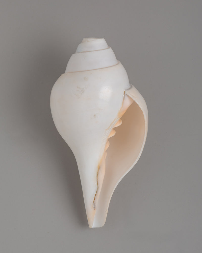 Sacred Conch Shell Art | A Symbol of Divine Energy