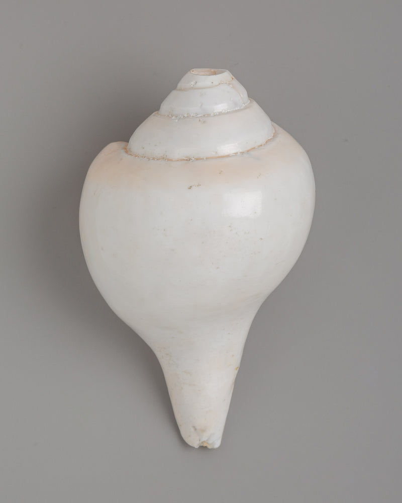 Sacred Conch Shankha | A Divine Ritual Instrument