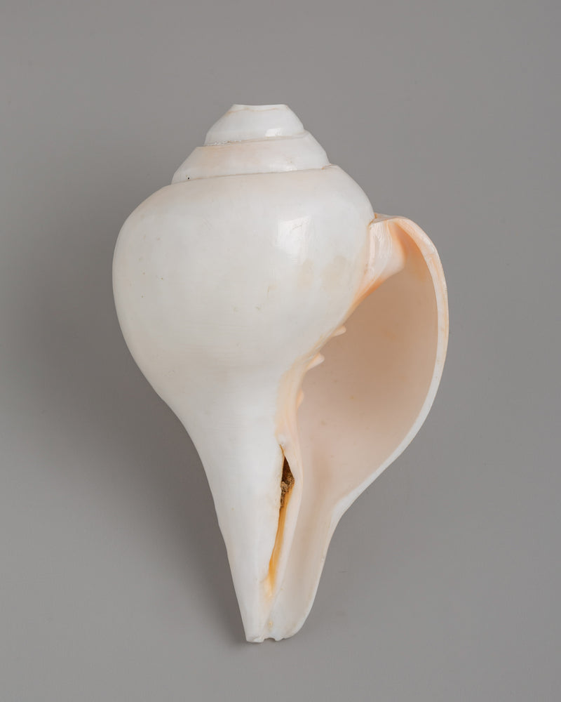 Sacred Conch Shankha | A Divine Ritual Instrument