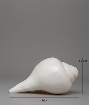 Sacred Conch Shankha | A Divine Ritual Instrument