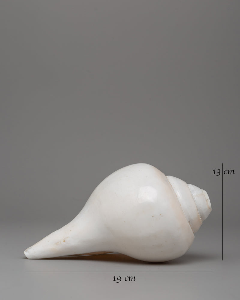 Sacred Conch Shankha | A Divine Ritual Instrument