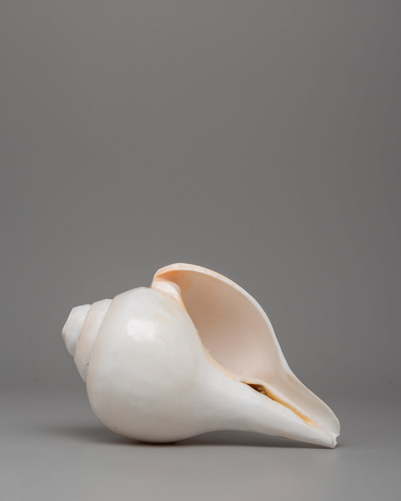 Sacred Conch Shankha | A Divine Ritual Instrument