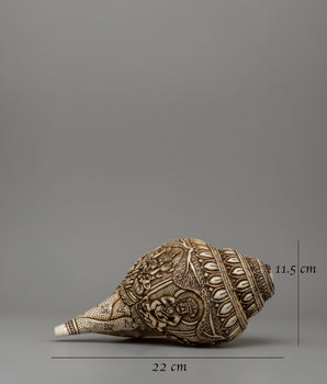 Beautifull Conch Shell | Sacred Shankha for Puja and Meditation