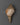  Conch Shell 