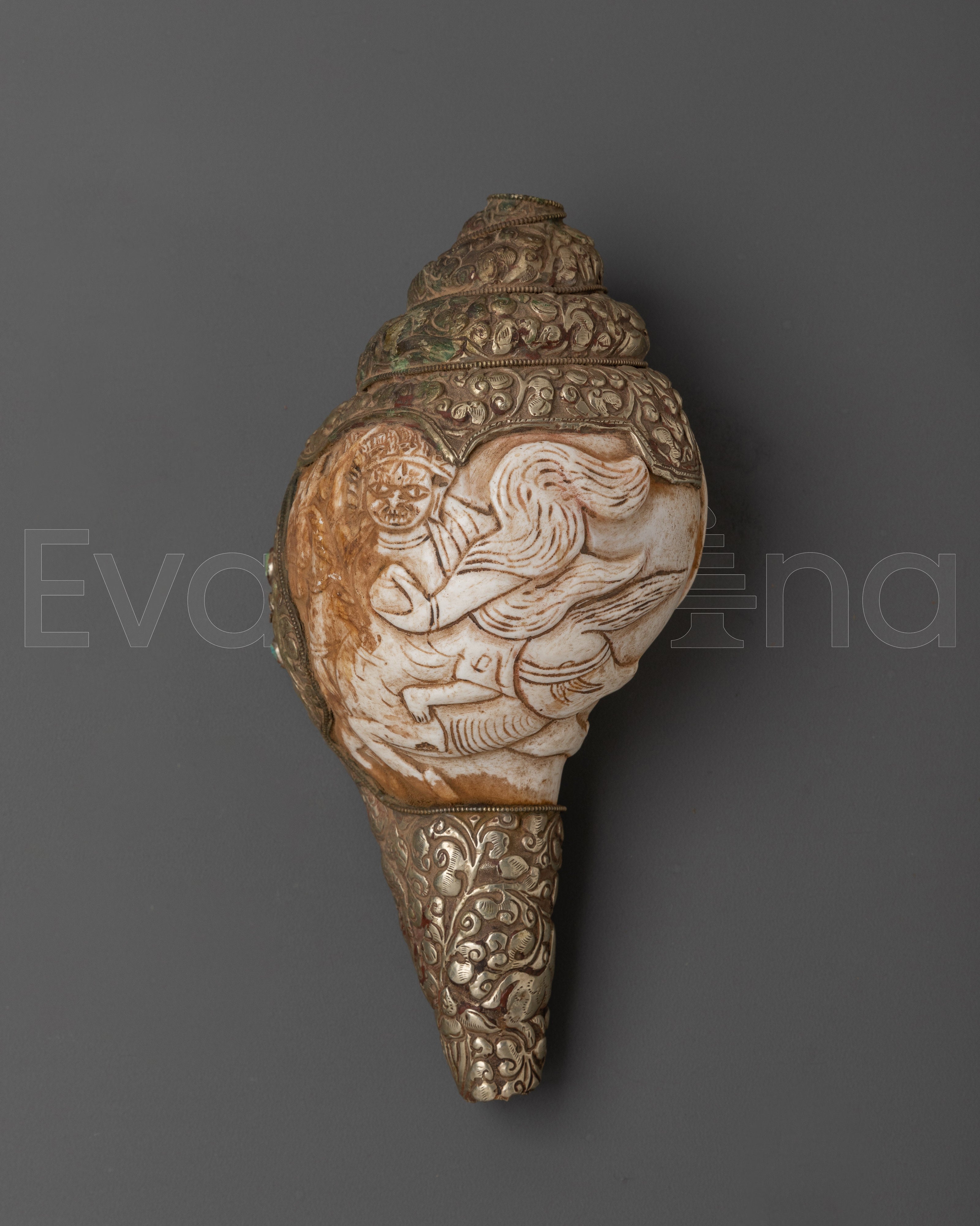  Conch Shell 