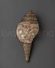Conch Shell