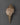 Conch Shell