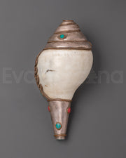 Conch Shell