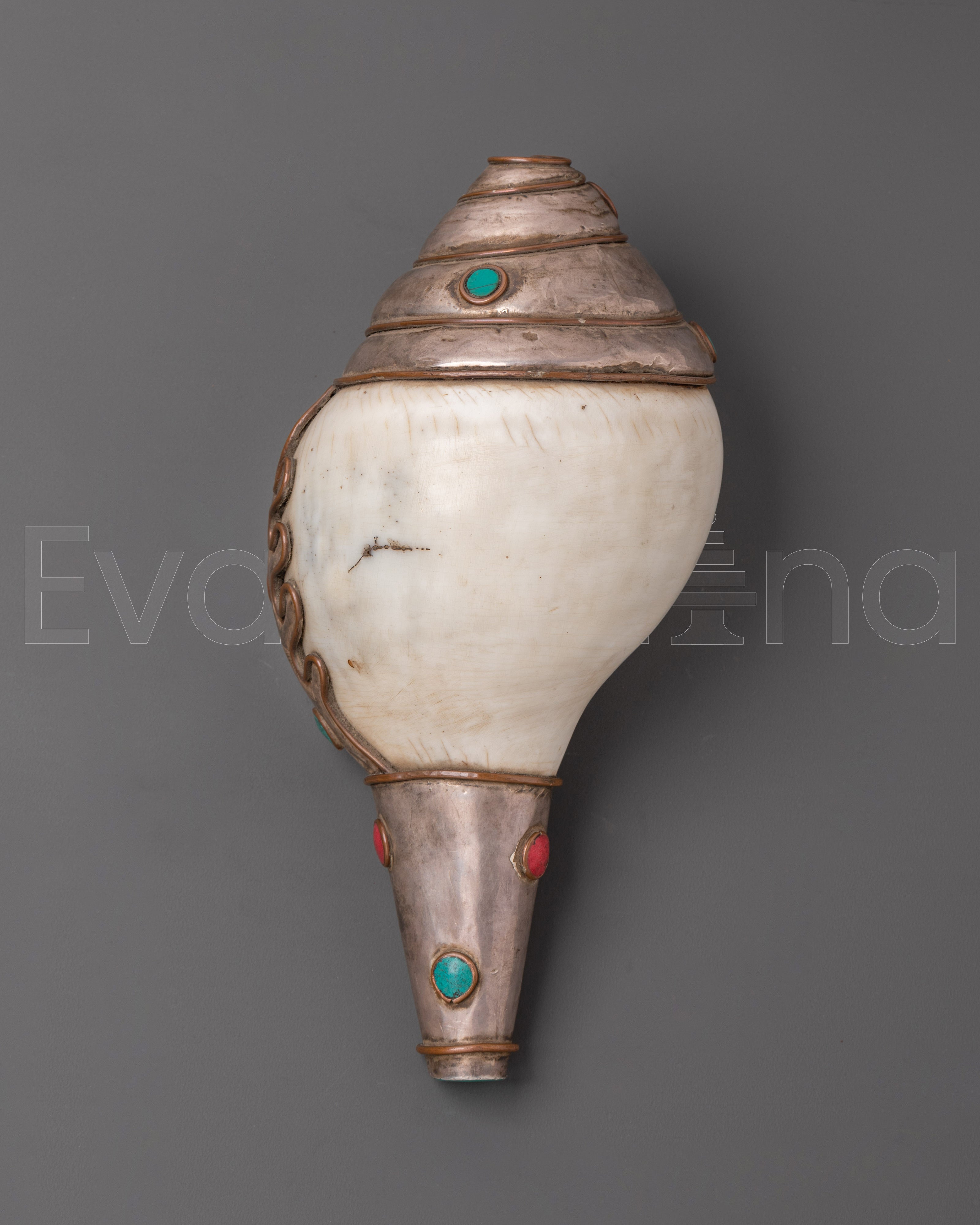 Conch Shell