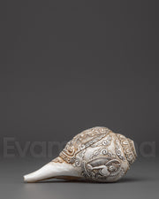 Conch Shell