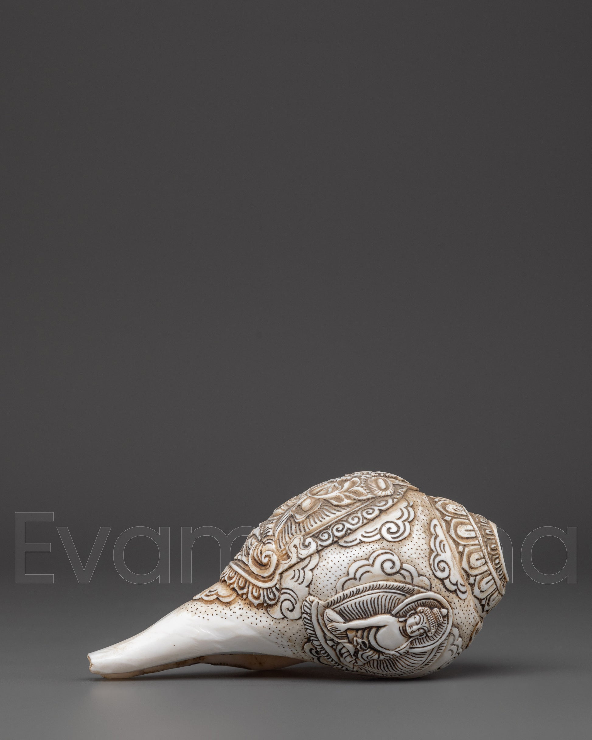 Conch Shell