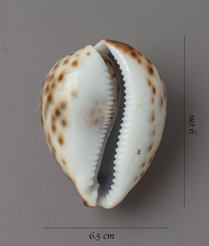 Sankha Conch Shell | Perfect for Puja, Meditation, and Altar Decor