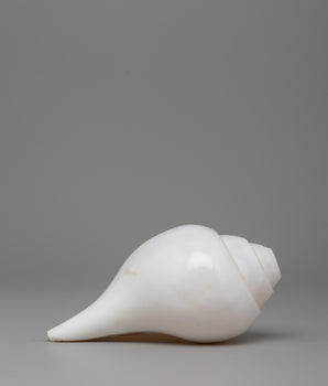 Conch Shell