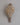 Sacred Ritual Conch Shell