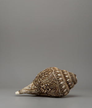 Beautifully Conch Shell