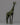 Giraffe Decor Statue