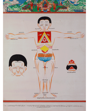 Sacred Human Anatomy Art