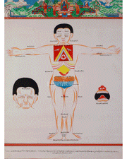 Sacred Human Anatomy Art