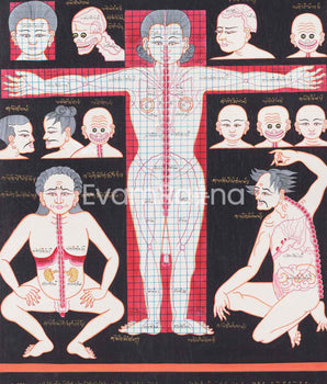 Cranial Physiognomy