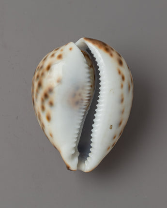 Sankha Conch Shell