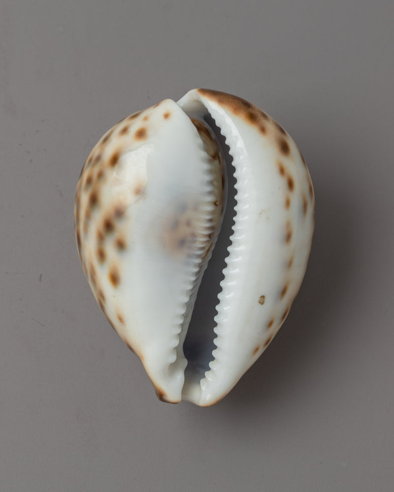 Sankha Conch Shell