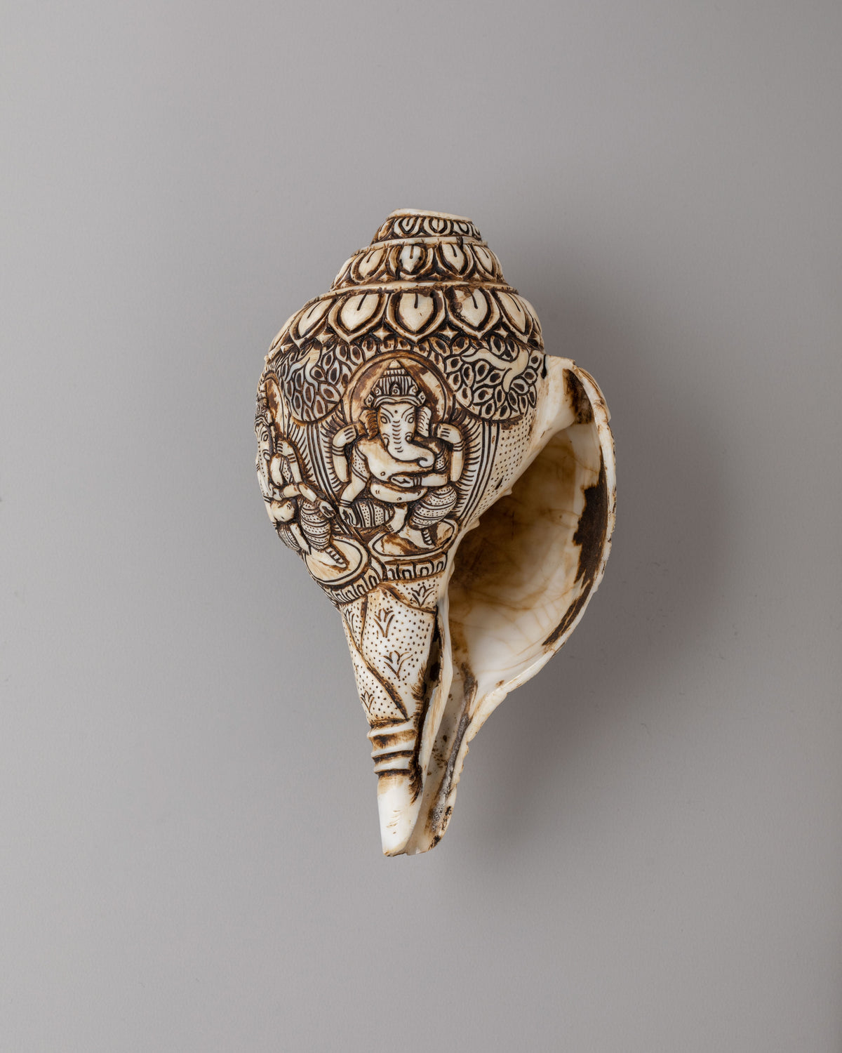 Himalayan Sacred Conch | Tibetan Ritual Conch Shell