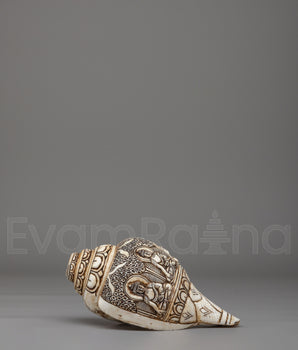 Himalayan Buddhist Conch