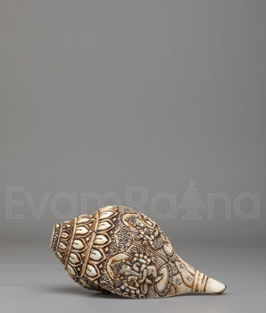 Himalayan Sacred Conch | Tibetan Ritual Conch Shell