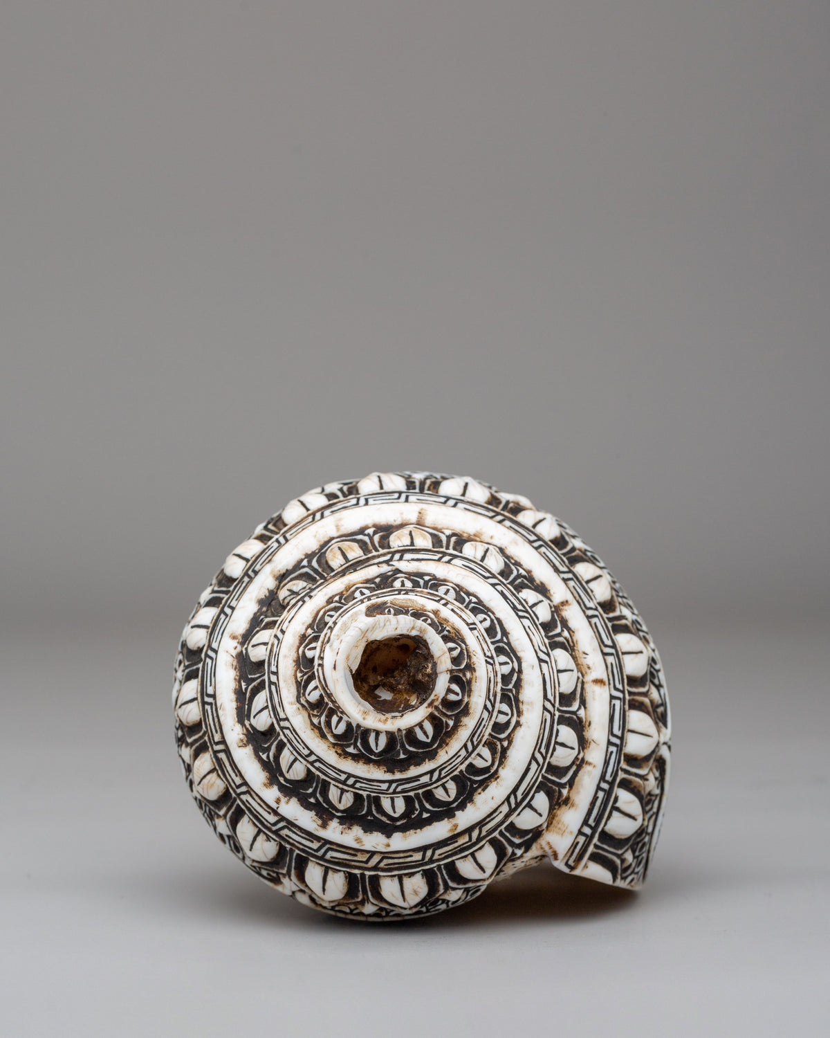 Handcrafted Conch With Stand | Ritual Conch for Spiritual Ceremonies