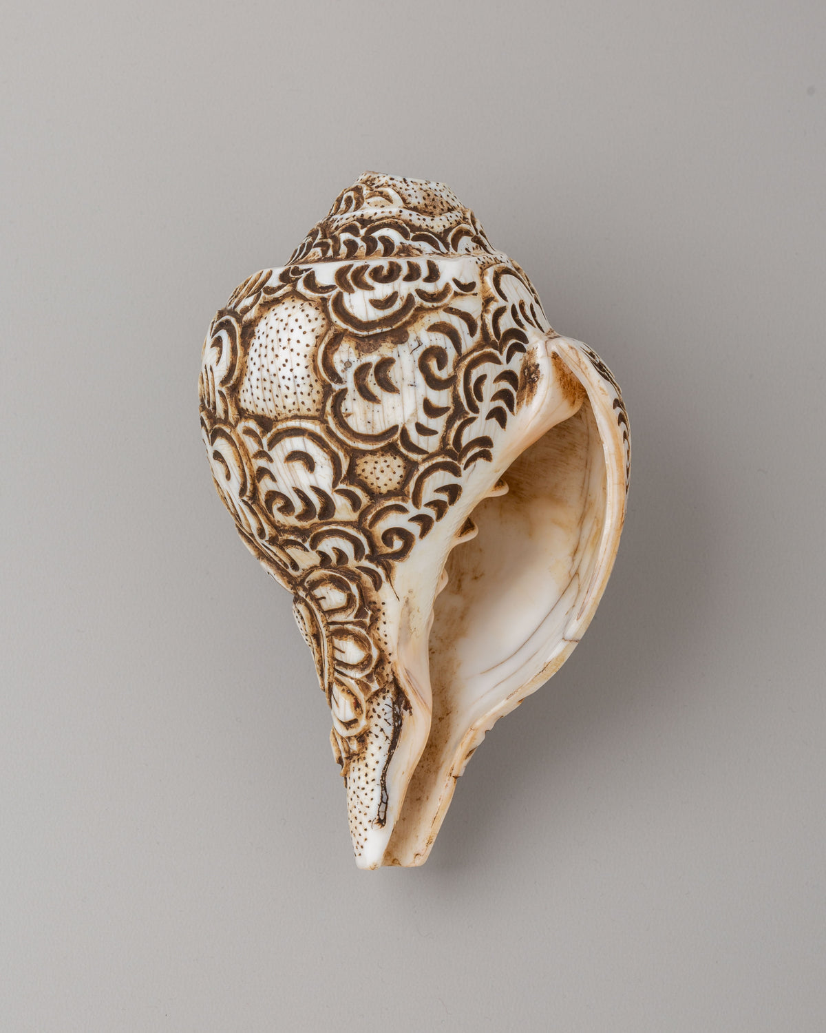 Tibetan Manjushri Carved Conch | Buddhist Decorative Shell