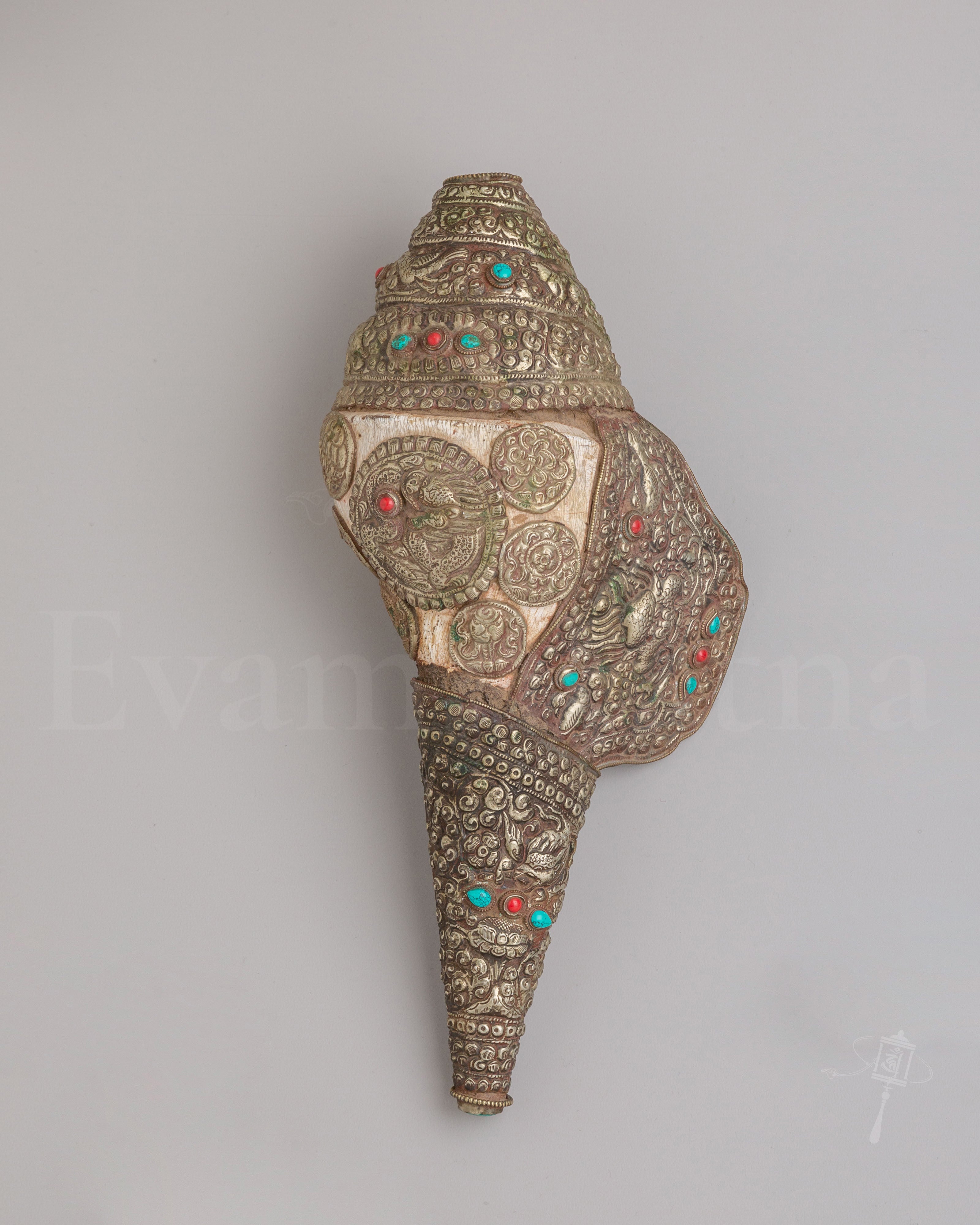 Himalayan Conch Shell 