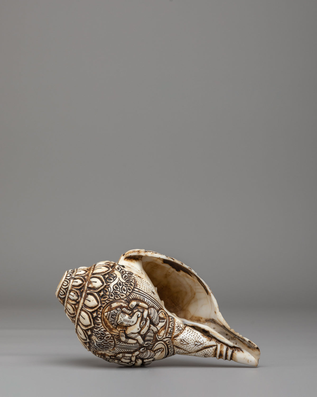 Himalayan Sacred Conch | Tibetan Ritual Conch Shell