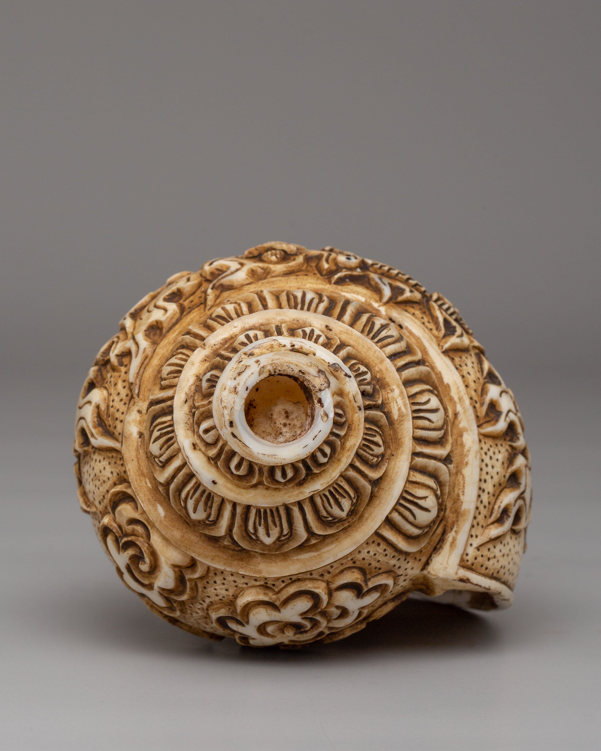 Spiritual Chittipati Conch | Tibetan Ritual Conch Shell