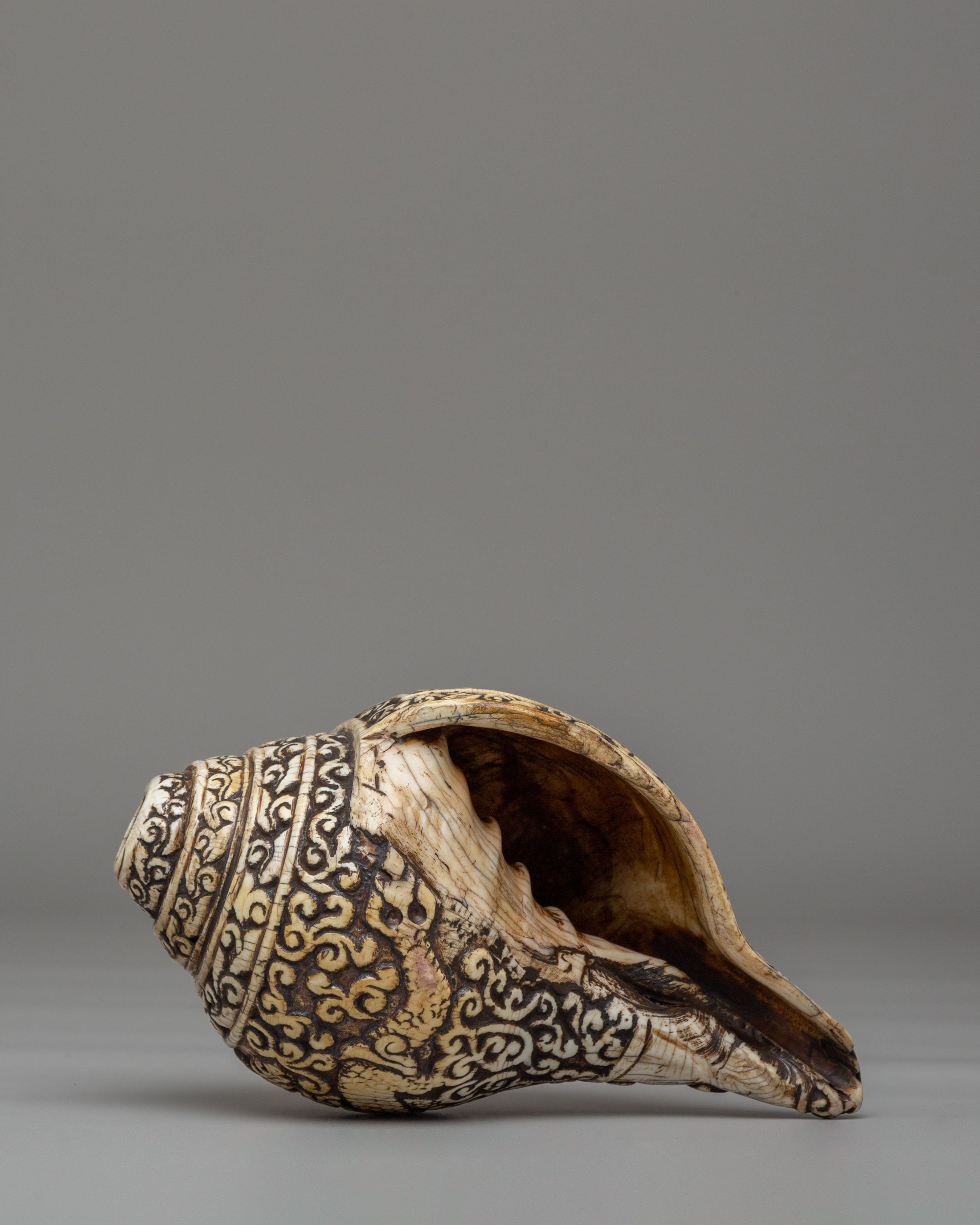 Spiritual Shakyamuni Buddha Conch | Sacred Symbol of Enlightenment