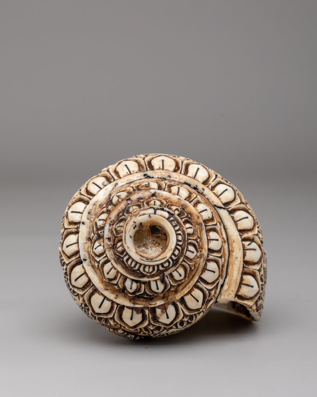 Himalayan Sacred Conch | Tibetan Ritual Conch Shell
