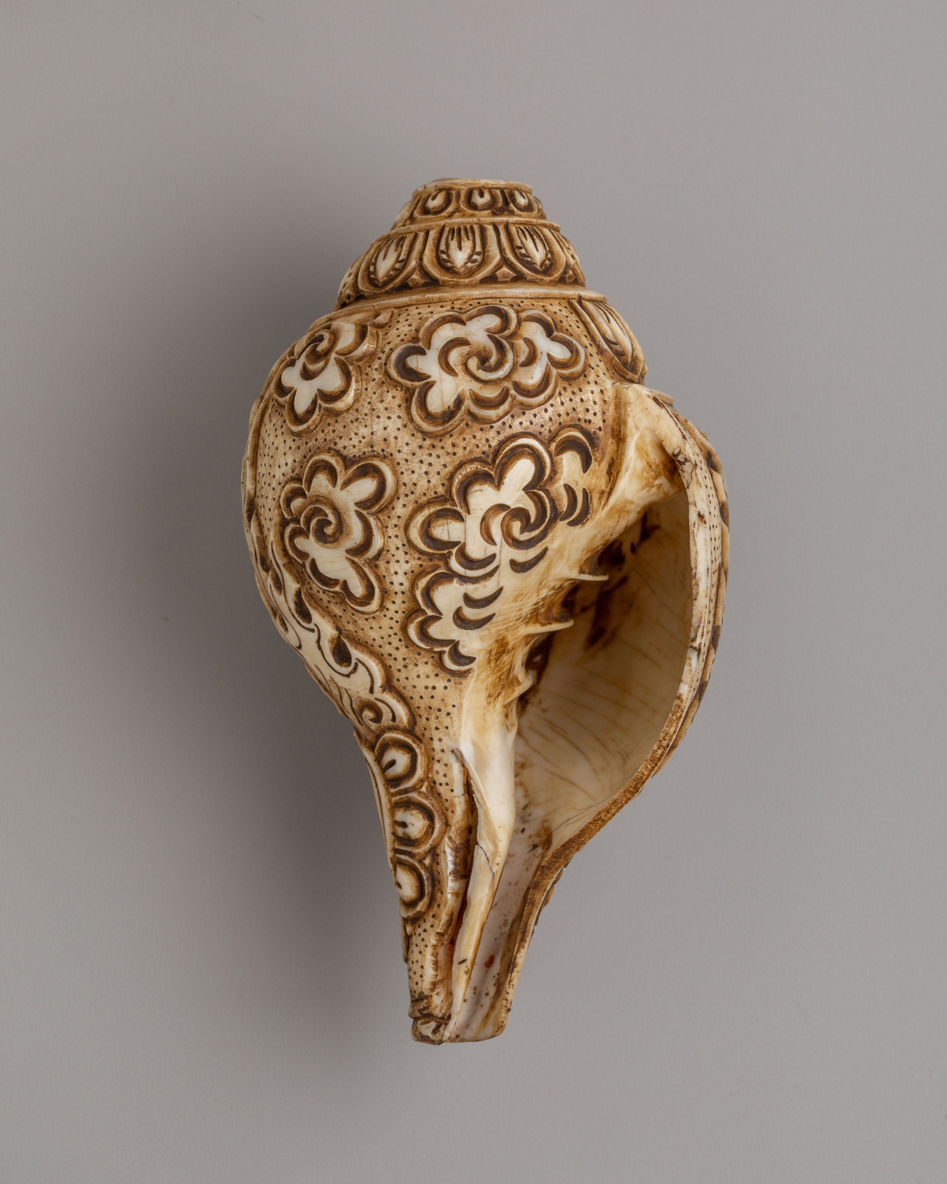Spiritual Chittipati Conch | Tibetan Ritual Conch Shell